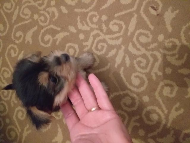 Cachorro - Foto 2