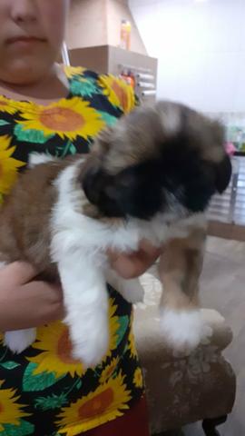 Lindissimos shihtzus amados !! - Foto 2