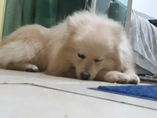 Spitz alemão - Foto 3