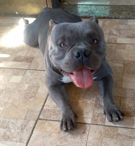 American Bully - Foto 5
