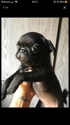 Vendo pug fêmea - Foto 2