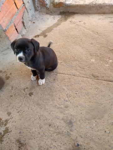 Estou doando filhote de pitibulll mestico