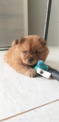 Chow chow filhote - Foto 2