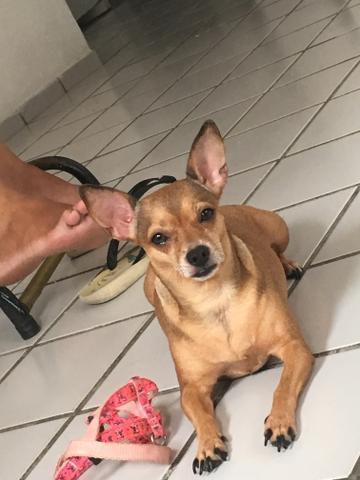 Procura-se um namoradinho - Foto 2