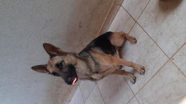 Cachorros - Foto 2