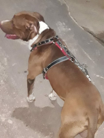 Filhotes de Pit Bull com Labrador - Foto 5