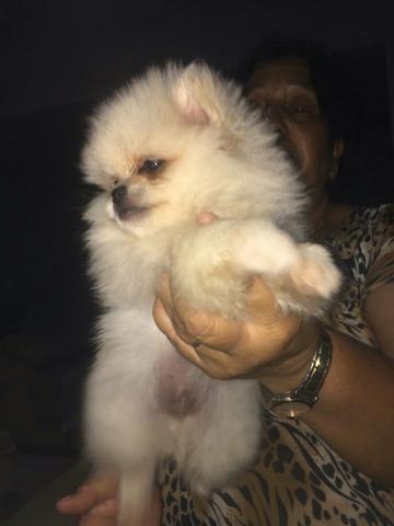 Vendo filhote de Spitz alemão fêmea e machinho - Foto 2