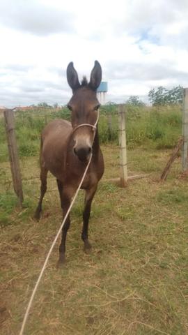 Vendo ou troco mula xucra - Foto 4