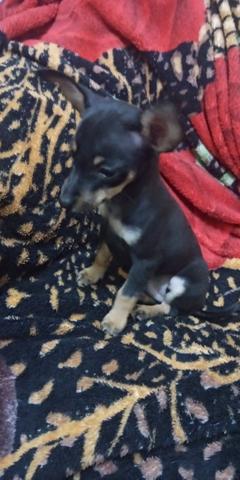 Pinscher miniatura macho