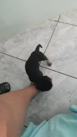 Adoção - Foto 3