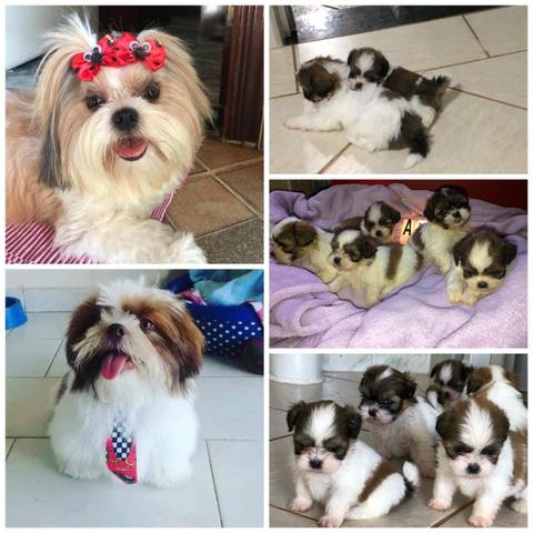 Shih Tzu Macho