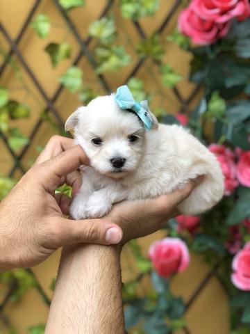 Último Casal de Maltês Micro disponível - Foto 4