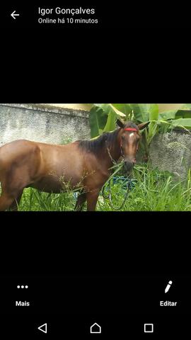 Vendo cavalo manga larga de 1ano e 8 meses