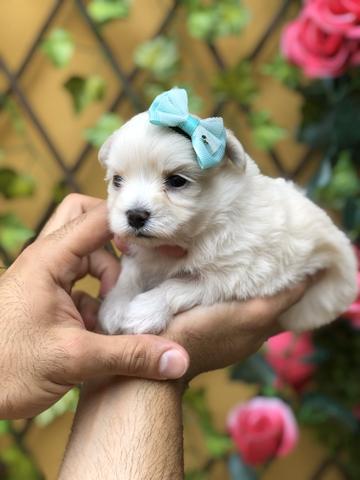 Último Casal de Maltês Micro disponível - Foto 5