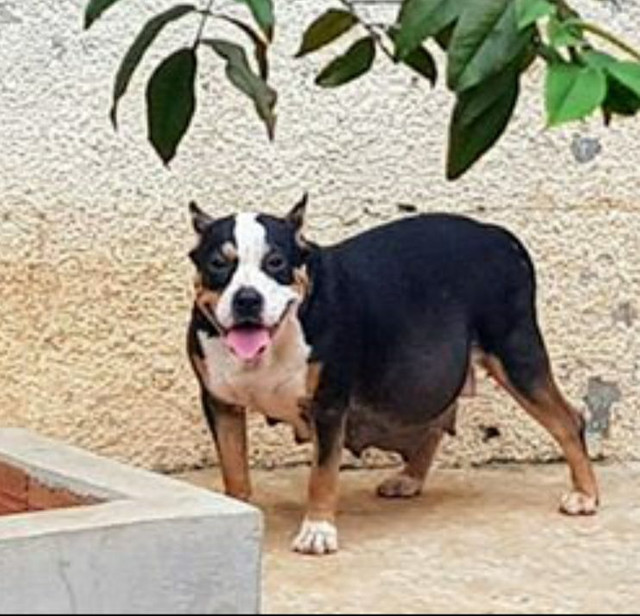 American Bully macho merle - Foto 5