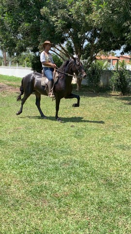 Cavalo manga larga marchador registrado definitivo 