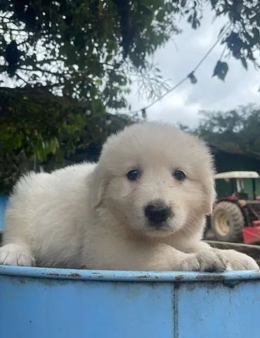 Cachorro - Filhote Pastor Maremano Abruzes - Pastor Maremano Abruzes -  Navegantes - Pastor Maremano Abruzes