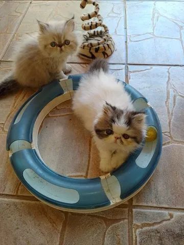 Gatinhos com pedigree 