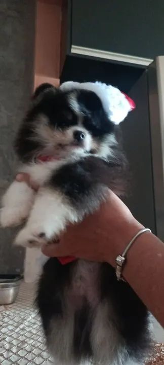 Filhote de Spitz Alemão - Foto 3