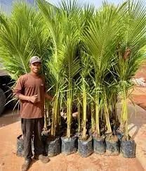mudas de coco  anão  tamanho medio 2 metros - Foto 3