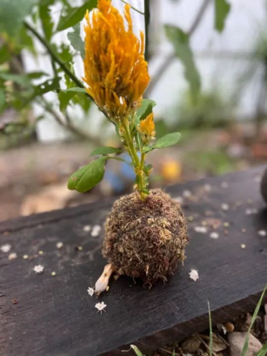 Kokedama plantas - Foto 5