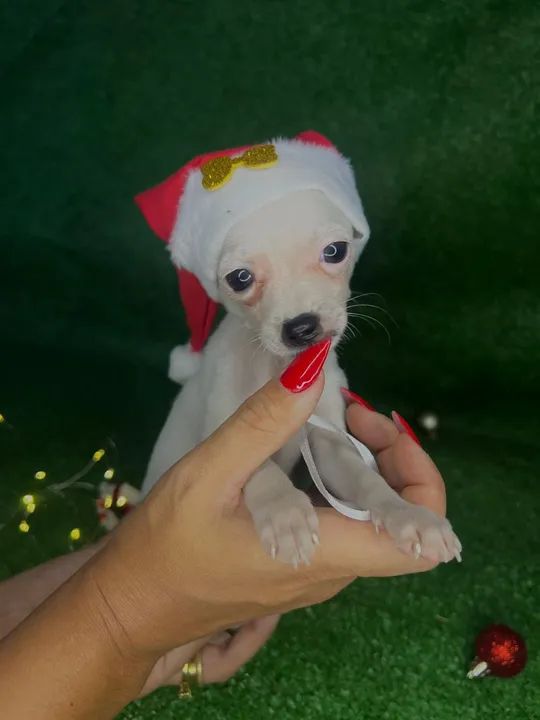 Pinscher 00 - Foto 2