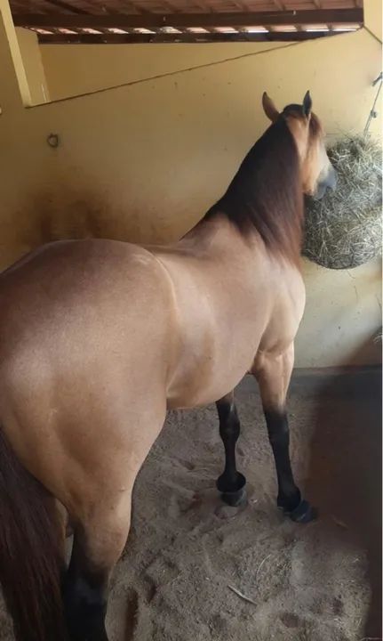 Cavalo de esquerda  - Foto 5