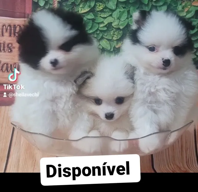 Lulu da pomerania preto  +119 anúncios na OLX Brasil