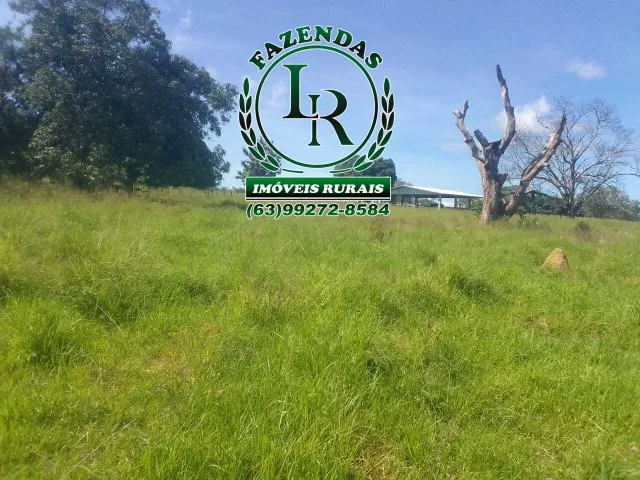 Fazenda 38,5 Alqueires Alqueires