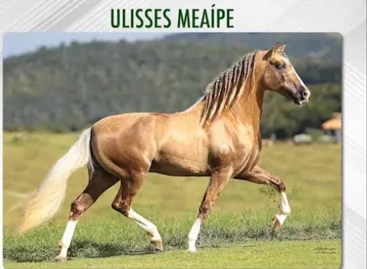 Cobertura / Cruzo de Cavalo / Garanhão Pampa de Preto filho do Ulisses Meaípe!!! - Foto 6