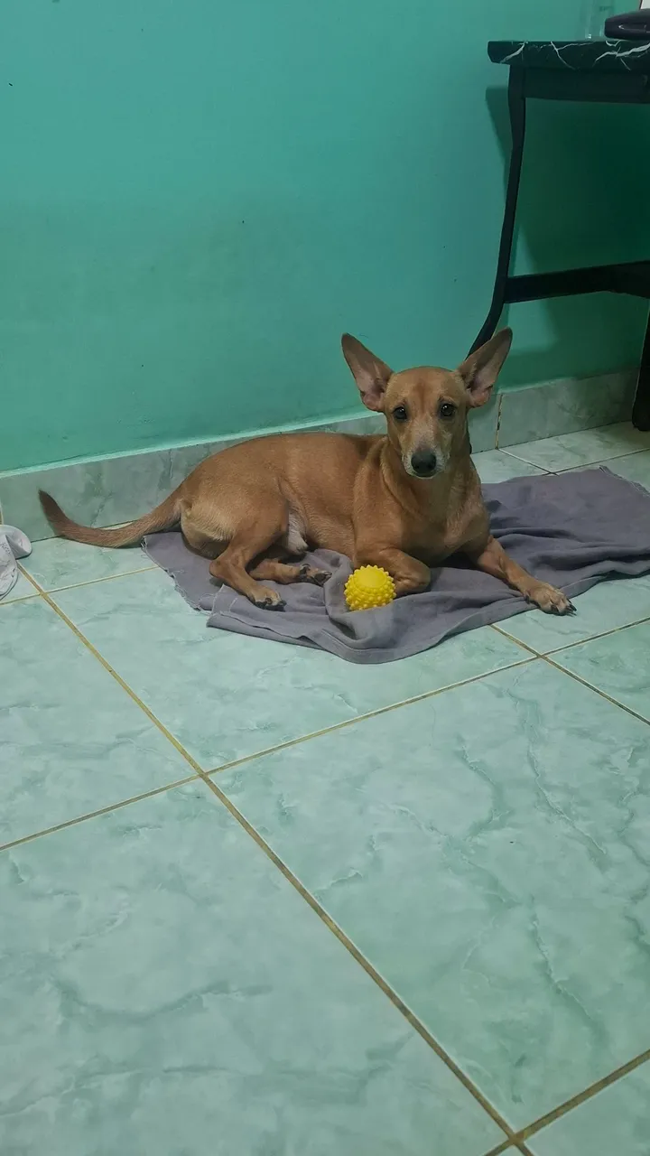 Cãozinho brincalhão com bolinha
