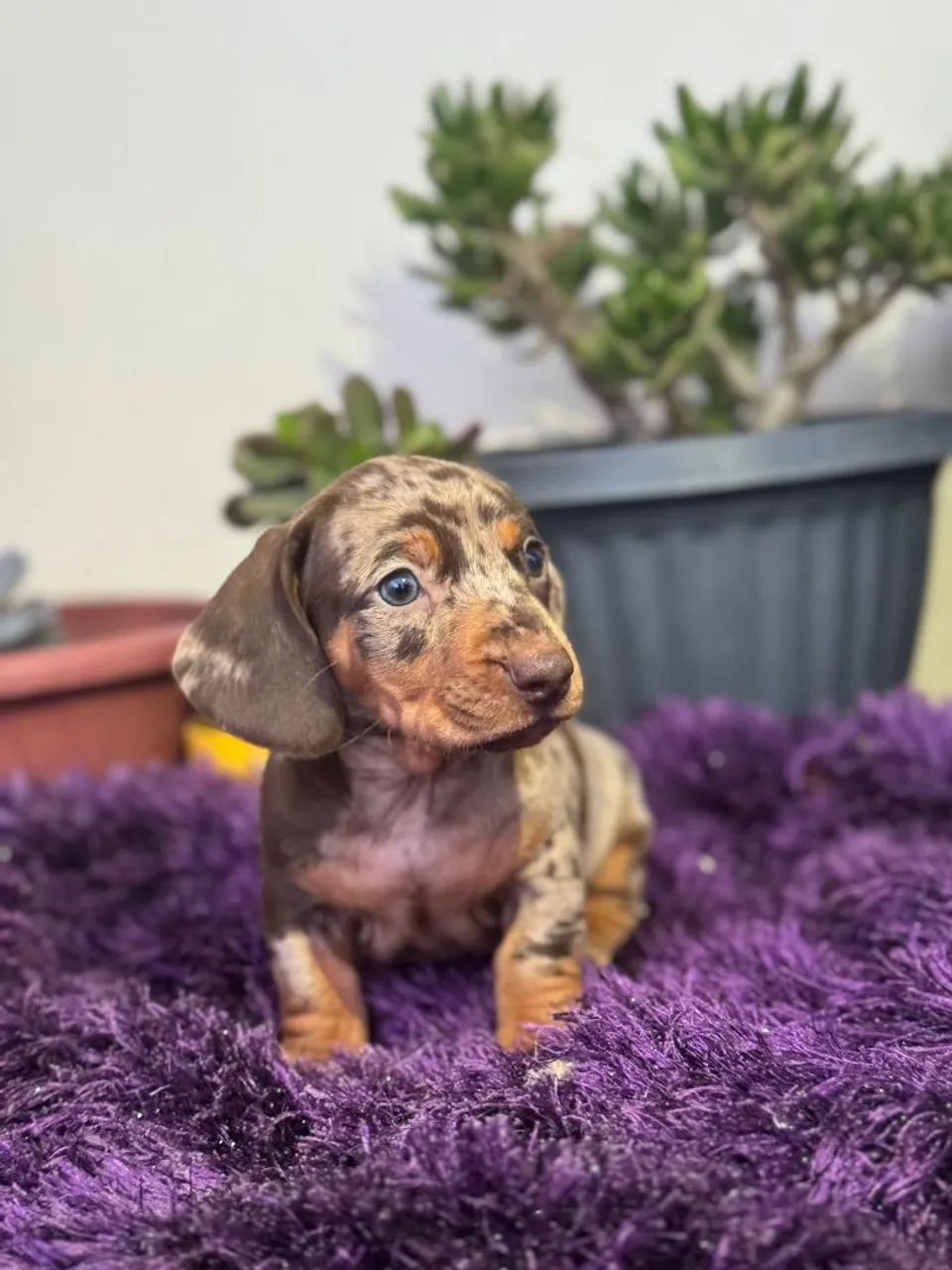 Basset Dachshund Cachorros Bacacheri, Curitiba 1436776385 OLX