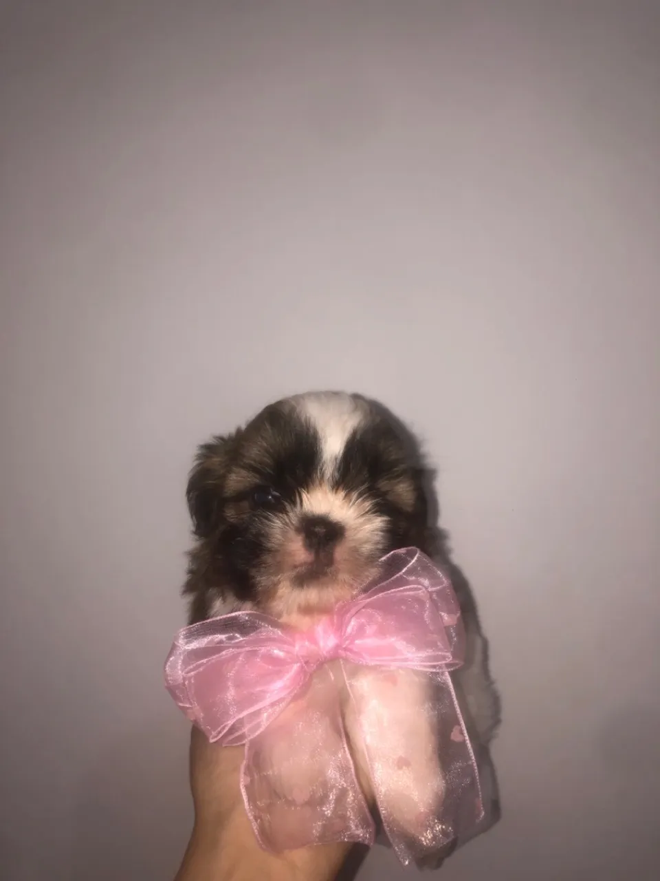 Filhote Shih Tzu fêmea