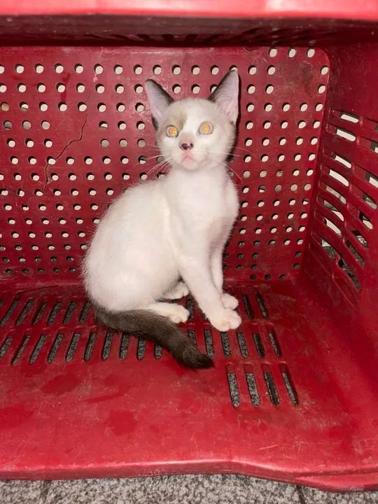 Gatinhos branco e preto, dócil e carinhoso - Foto 2