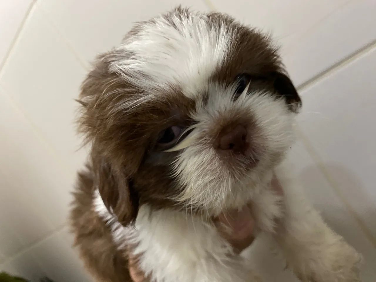 Filhote Shih Tzu - Fofinho e Carinhoso