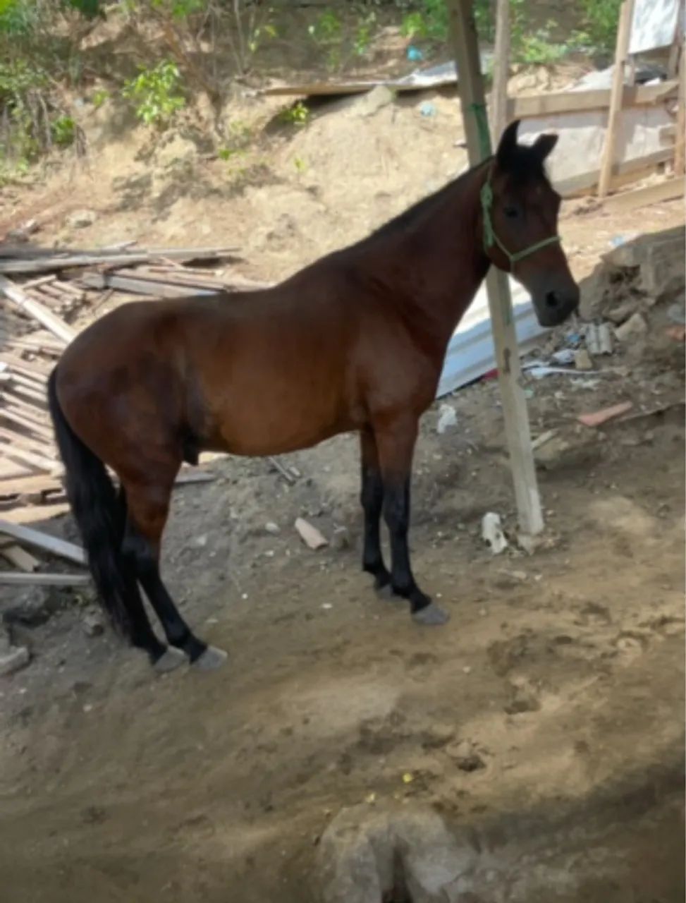 VENDO CAVALO DE CHARRETE COMPLETO