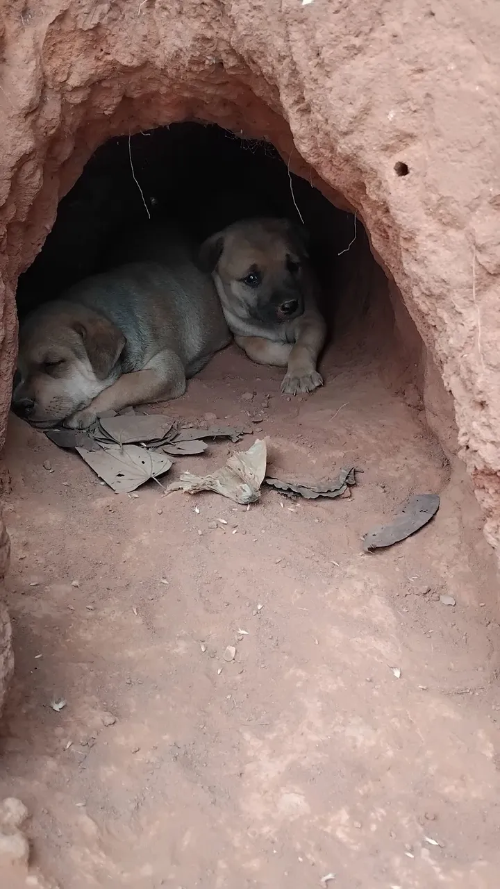 Filhotes de cachorro em busca de um lar!
