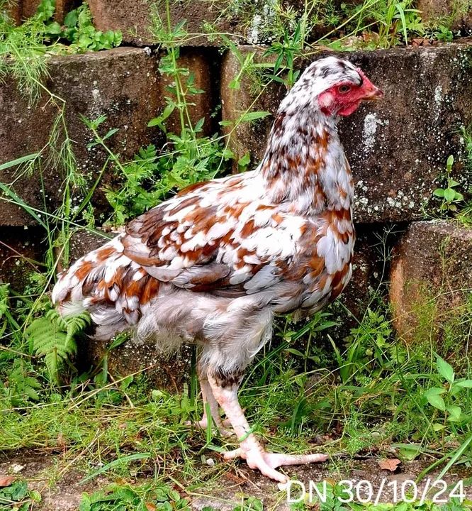 Frangos(a) GSB  Linda Plumagem