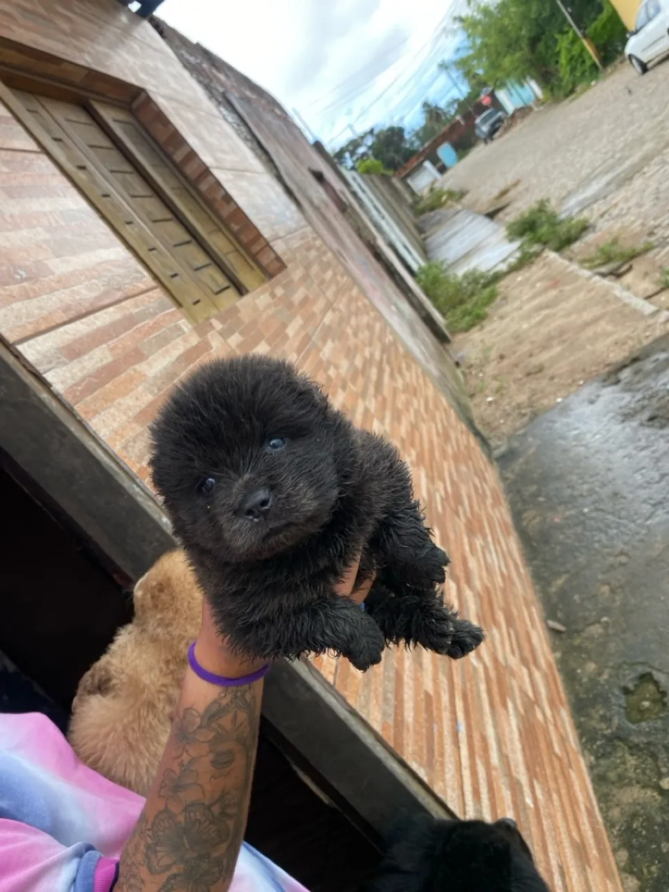 Filhote de Chow-Chow disponível para adoção