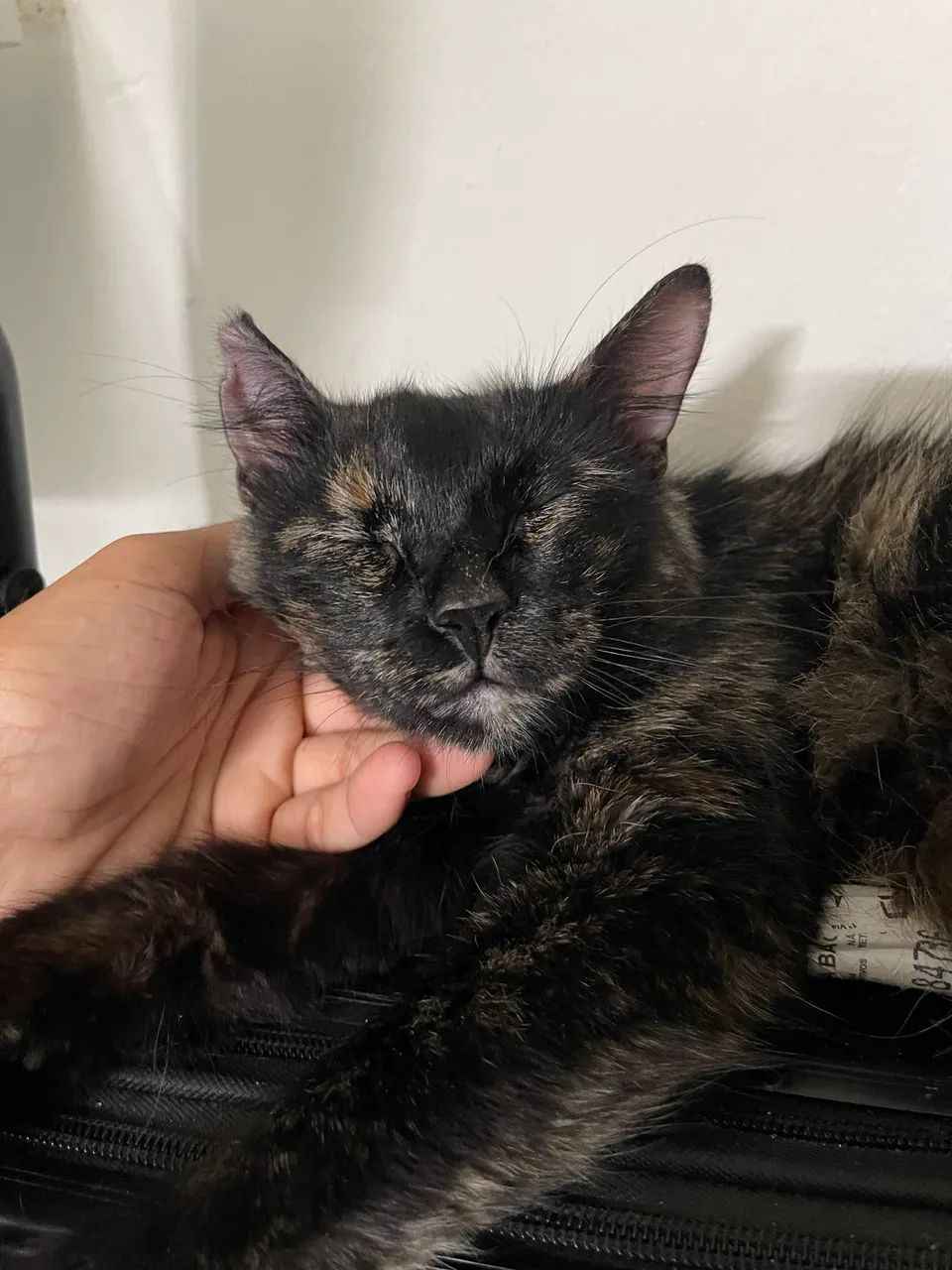 Gatinha pra adoção  - Foto 2