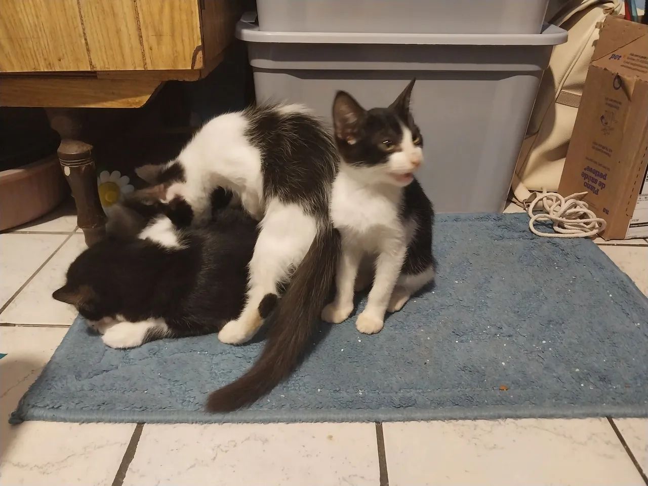 Gatinhas Amlie e Melissa para adoção! - Foto 4