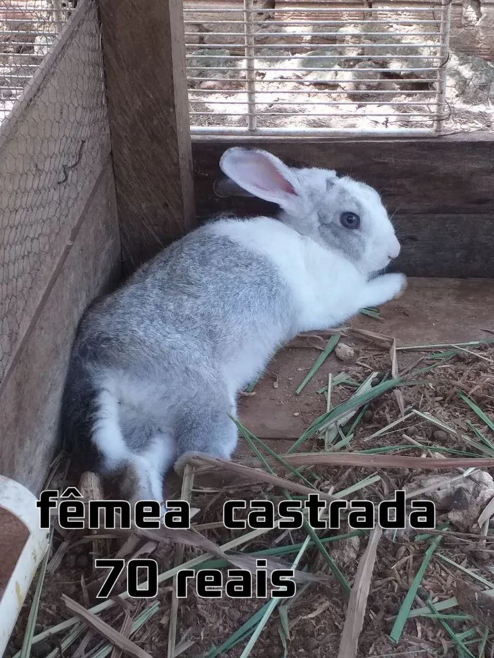 Coelhinhos Filhotes - Lindos e Adoráveis! - Foto 2