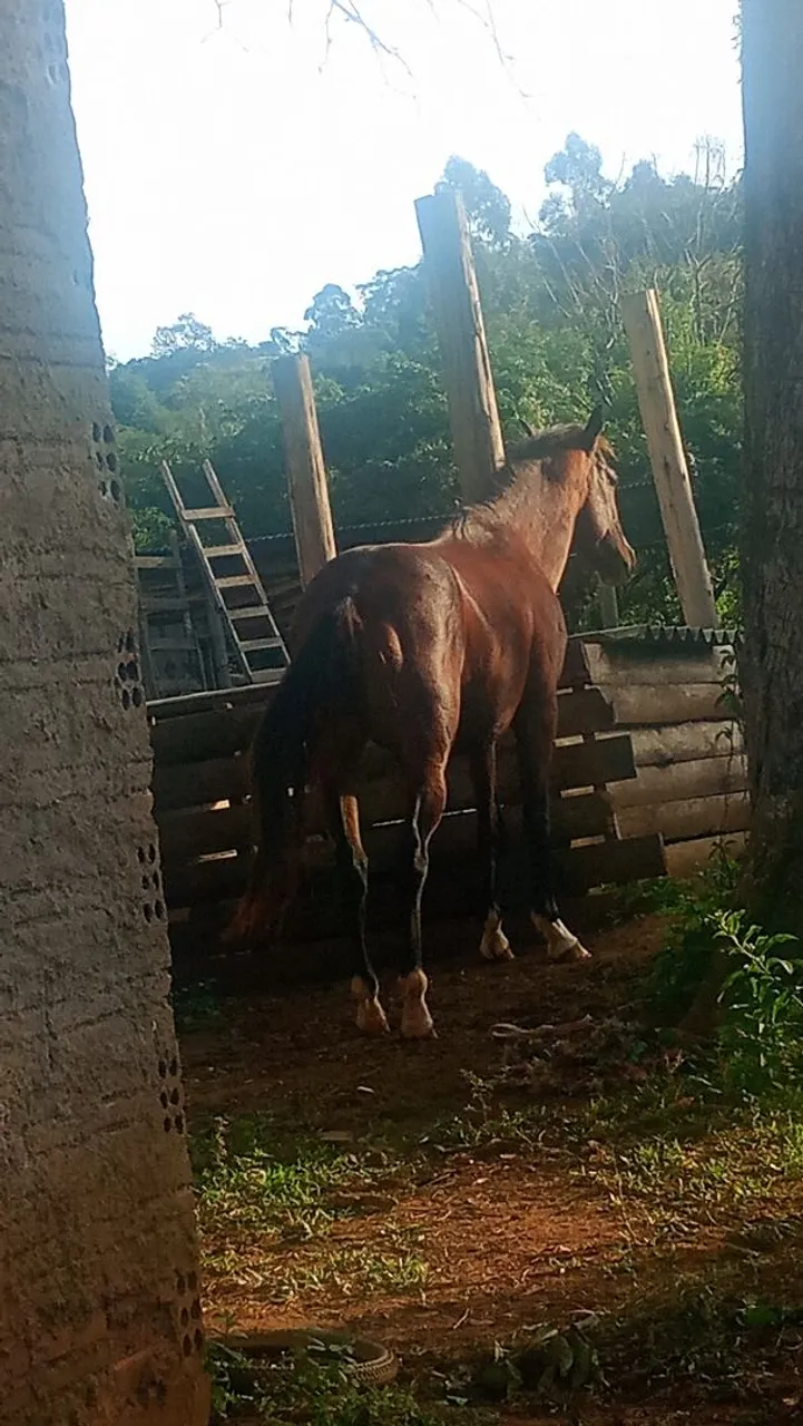 Vendo cavalo crioulo com quarto de milha
