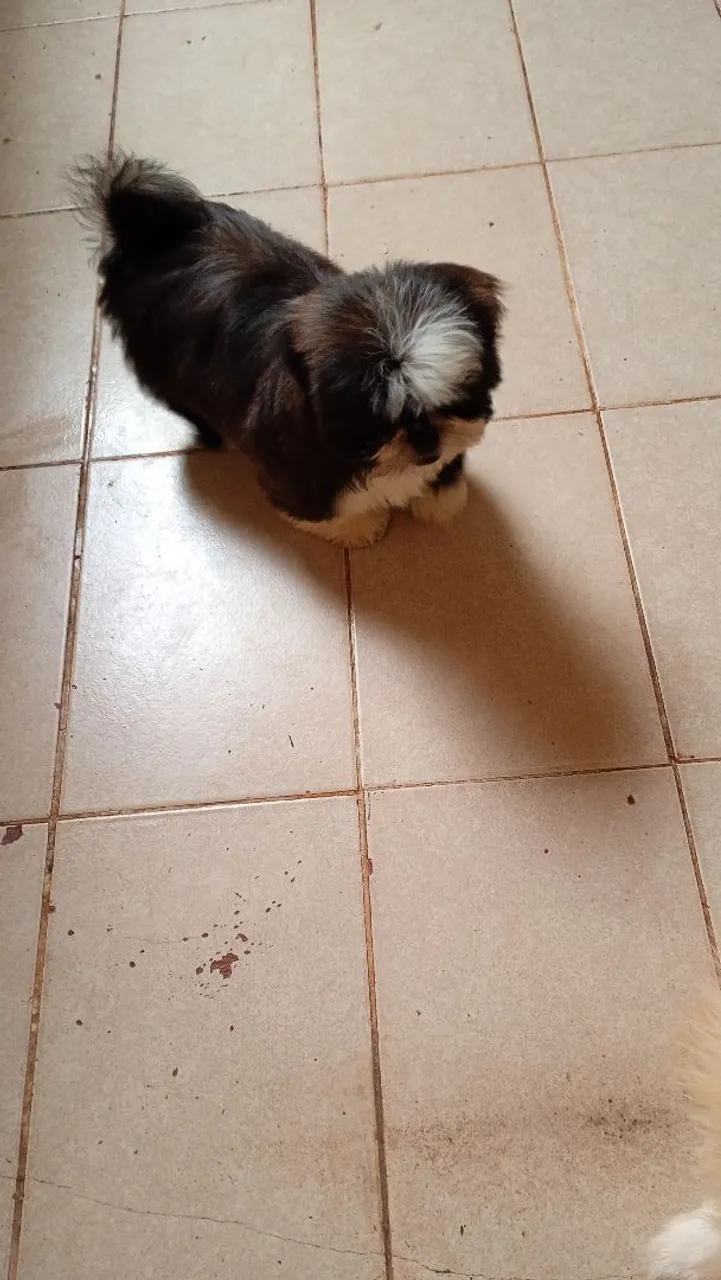 Vendo machinho de Shitzu, 3 meses vacinas e vermífugo em dia. Valor 500.00