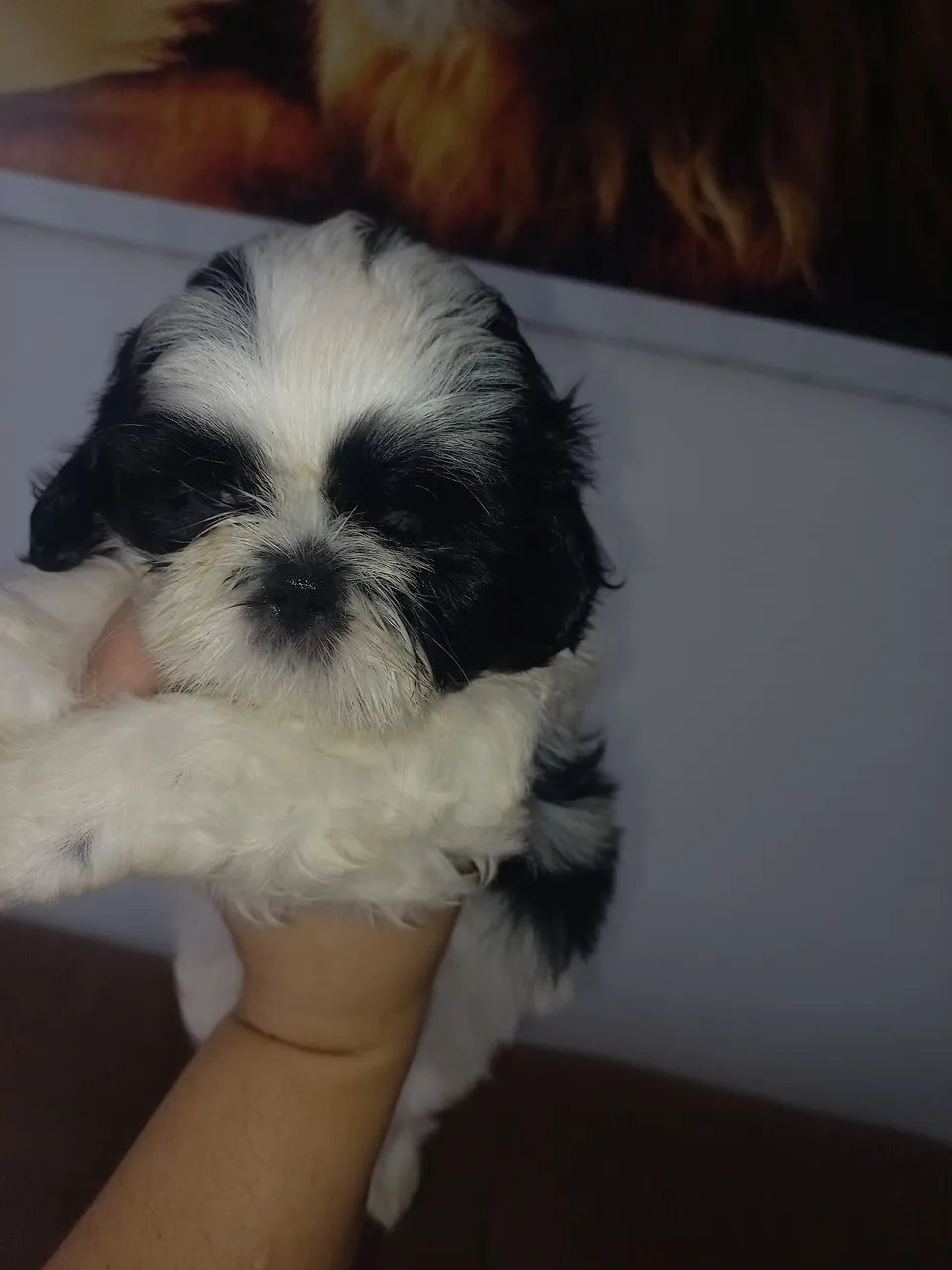 Filhote Shih Tzu disponível