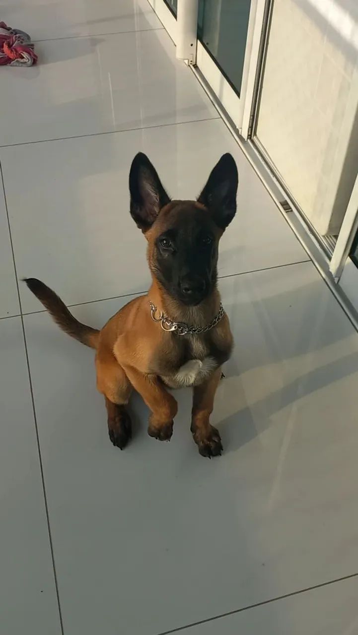 Filhote PASTOR BELGA MALINOIS