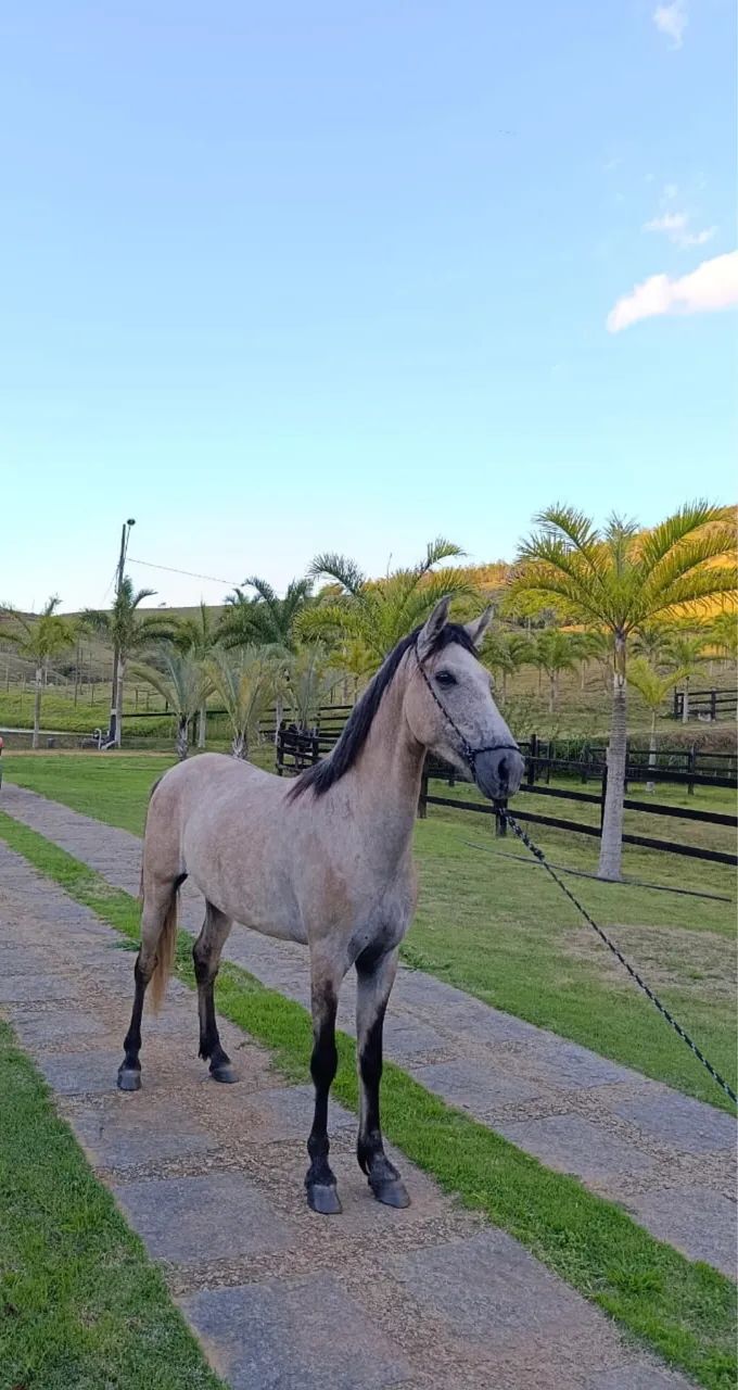 Cavalo mangalarga 3 anos  - Foto 3