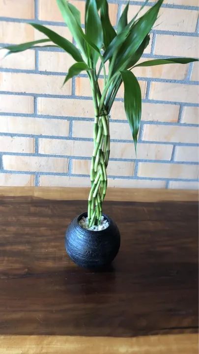 Planta Bambu da Sorte em Vaso Decorativo - Foto 2
