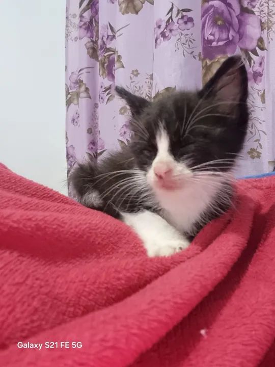 Gatinho preto e branco pra doação responsável - Foto 2