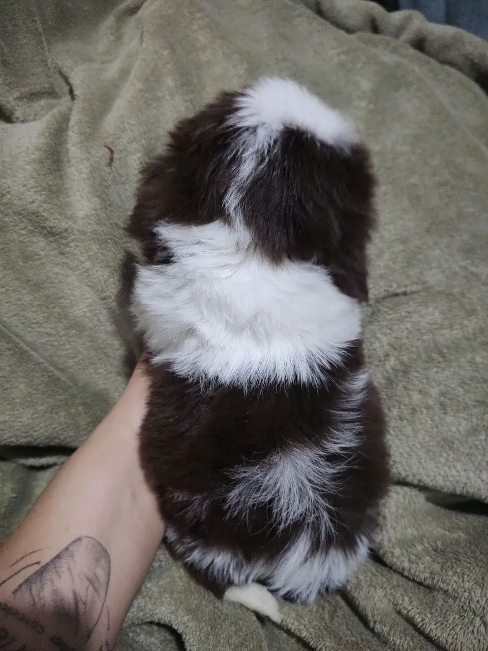 Shih Tzu macho - Foto 4